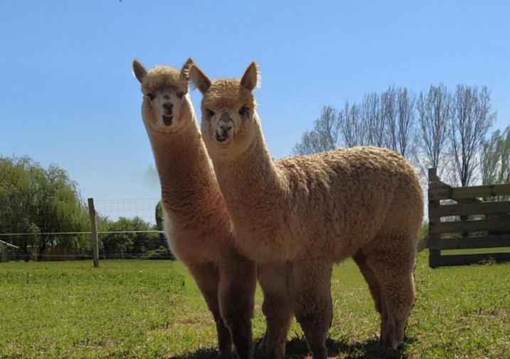 Domaine Ramonjavel, Glamping & Alpaca'S Bed & Breakfast Fongrave Eksteriør bilde