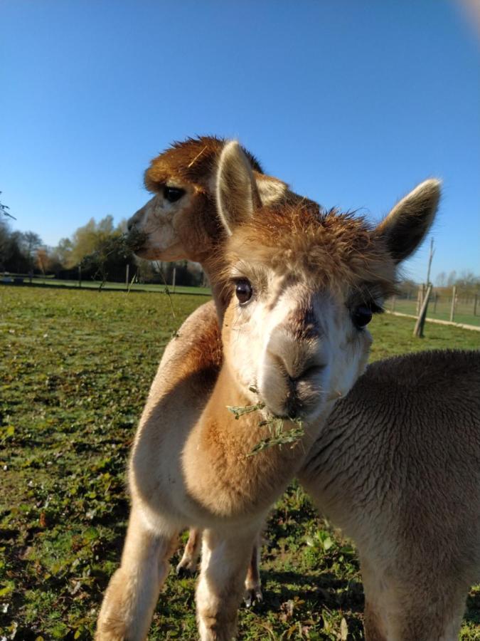Domaine Ramonjavel, Glamping & Alpaca'S Bed & Breakfast Fongrave Eksteriør bilde